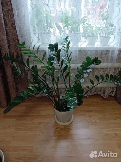 Замиокулькас долларовое дерево
