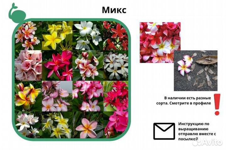 Плюмерия Микс и сортовые