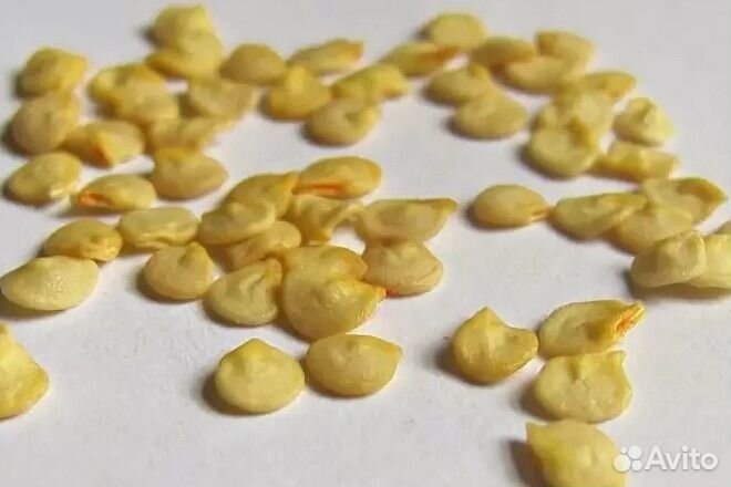 Семена Перец стручковый сладкий зеленый, домашний