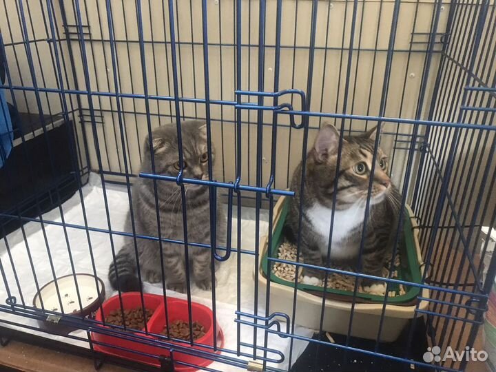 Перевозка животных Ставропольский край-Москва-спб