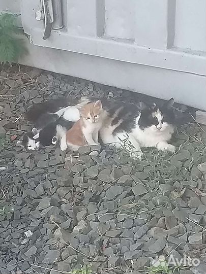 Отдам бесплатно котят