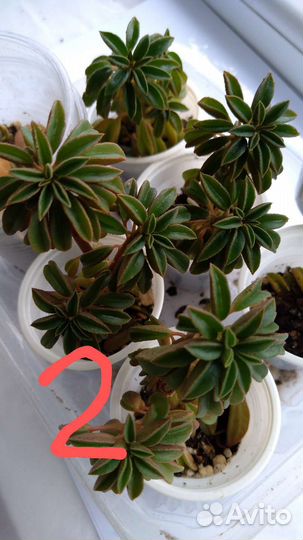 Суккуленты