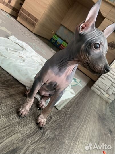 Американский голый терьер