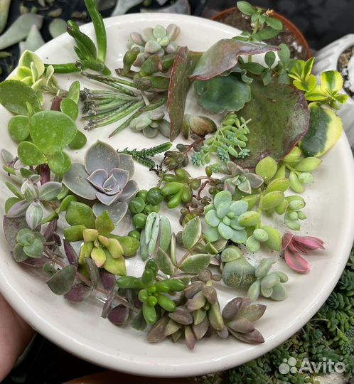 Суккуленты набор