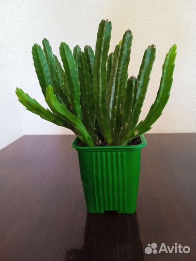 Стапелия, молочай