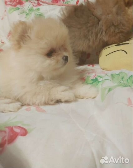 Породные Мишутки -Топтышки-Помпышки