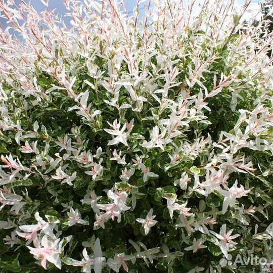 Ива японская Хакуро- Нишике саженцы