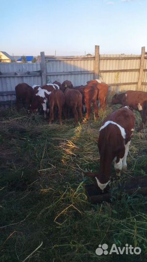 Бычки 3-4 месяца