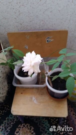 Чайная комнатная роза