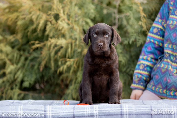 Щенки лабрадора