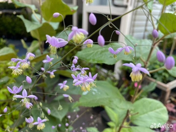 Василистник Делавея в горшке