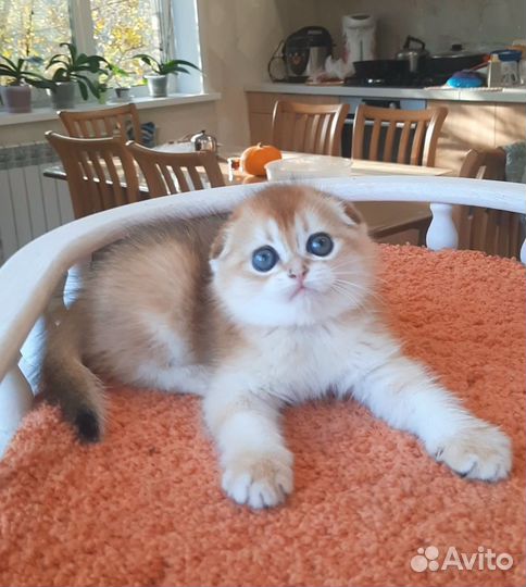 Шотландские котята
