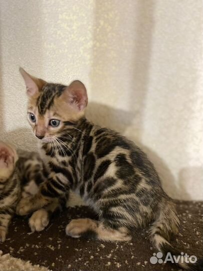 Бенгальские котята