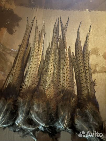 Перья фазана