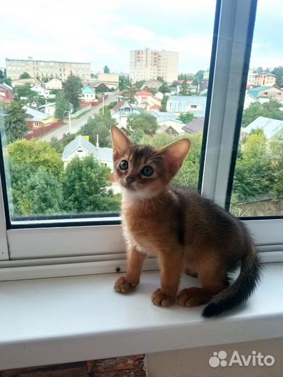 Абиссинский котёнок (мальчик)