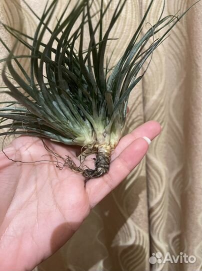 Тилландсия атмосферная