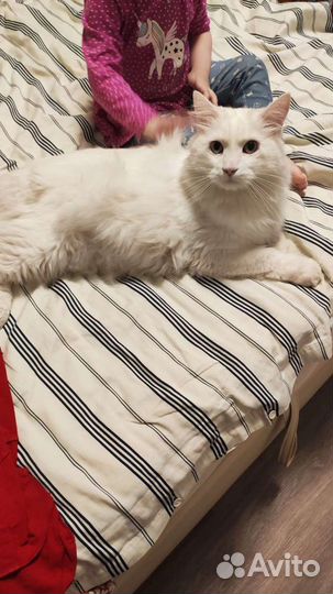 Передержка зооняня, передержка грызунов и птиц