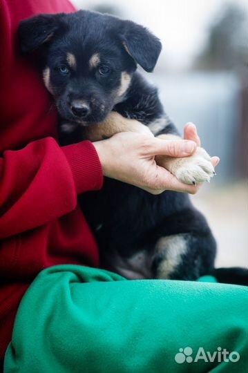 Щенок в добрые руки бесплатно