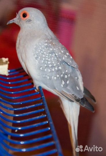 Горлица бриллиантовая