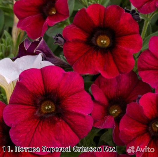 Укорененные черенки петхоа