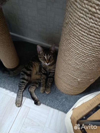Кошка 8 месяцев
