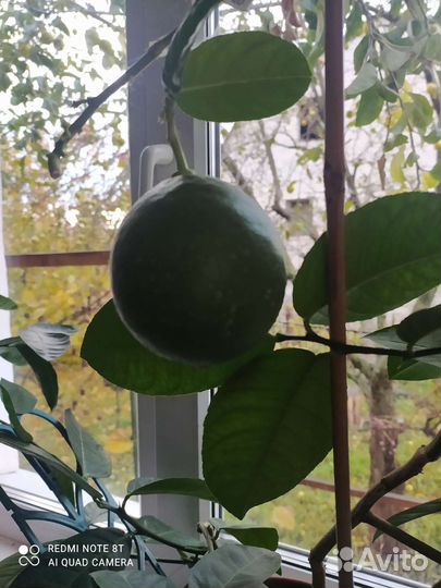 Павловский лимон