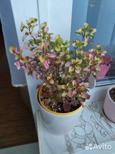 Альтернатера Бетцика