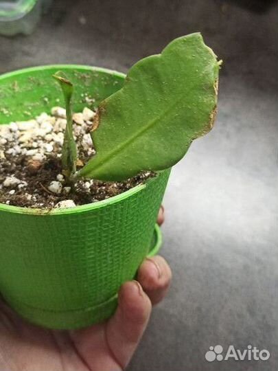 Селеницереус