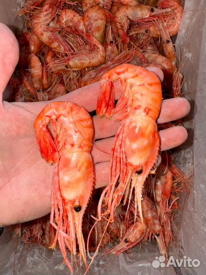 Креветка королевская Ботан Вчера ещё гулял по дну