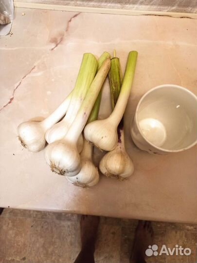 Чеснок