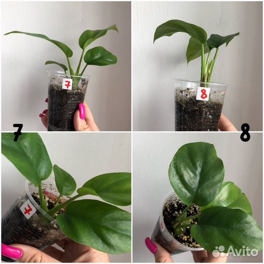 Комнатные растения