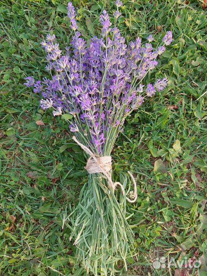 Букет из лаванды