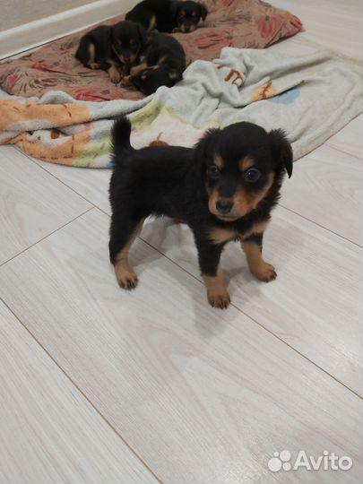 Маленькая собака