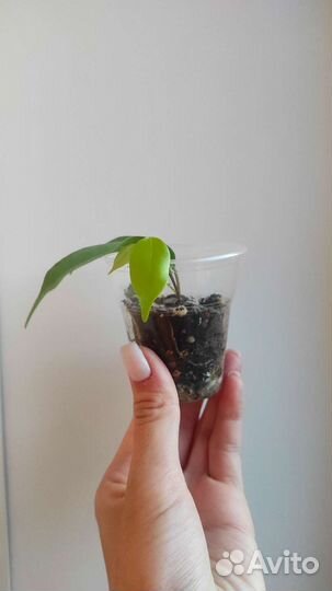 Комнатные цветы (фикусы, шеффлера)