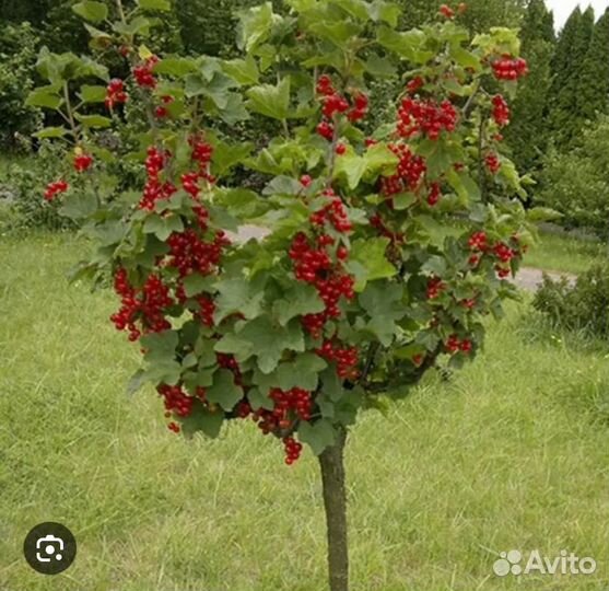 Смородина на штамбе