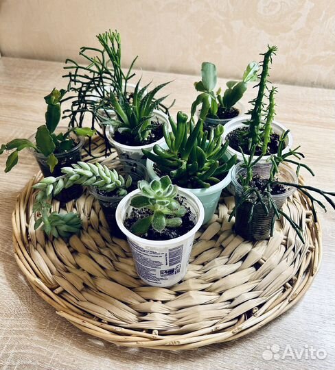 Суккуленты: Композиция / Садик / Срезы набором