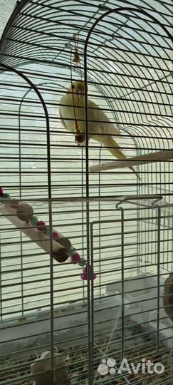 Мальчик корелла