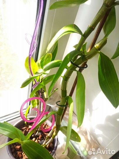 Орхидея дендробиум нобиле