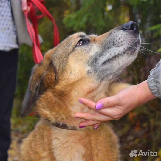 Лео ищет дом