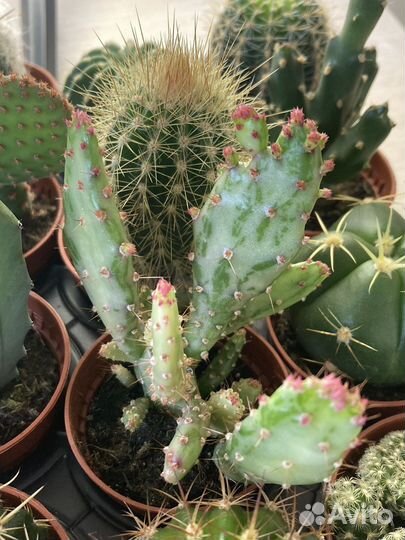 Комнатные цветы кактус эчеверия