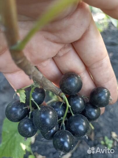 Саженцы черной и красной смородины