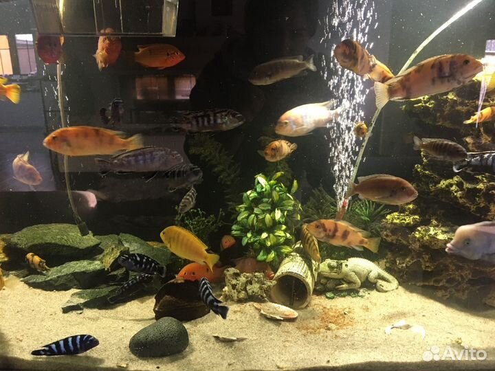 Аквариум на 500 литров