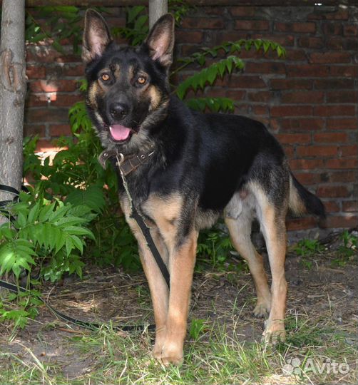 Мирон в поисках дома