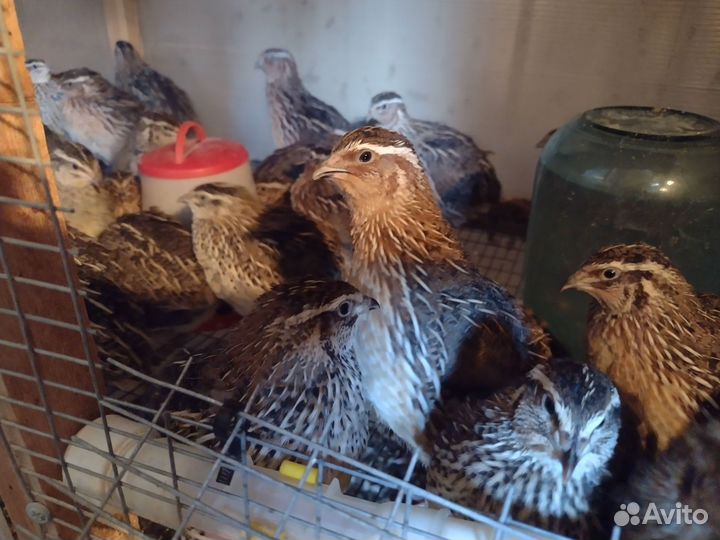 Инкубационные перепелиные яйца