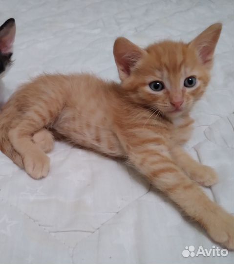 Отдам котёнка в добрые руки