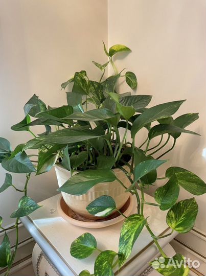 Сциндапсус