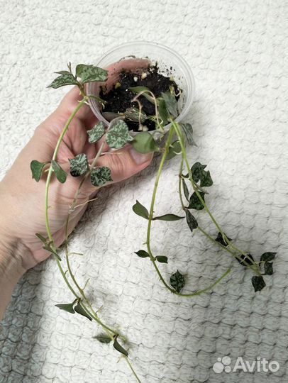 Растения по 150