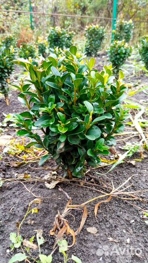 Самшит, буксус