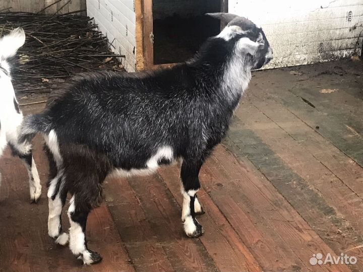 Нубийский козел