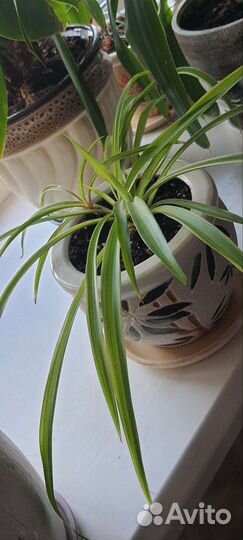 Пальма драцена маргината, хлорофитум